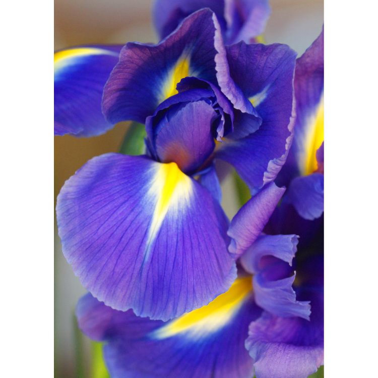 Front of double image greetings card with close up photo of two purple irises