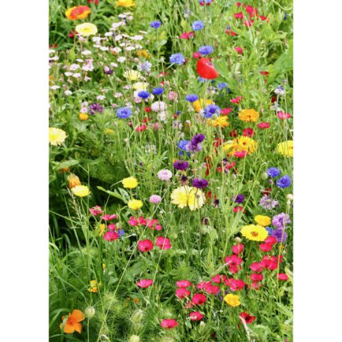 Greetings card with photograph of bright wildflowers in green grasses