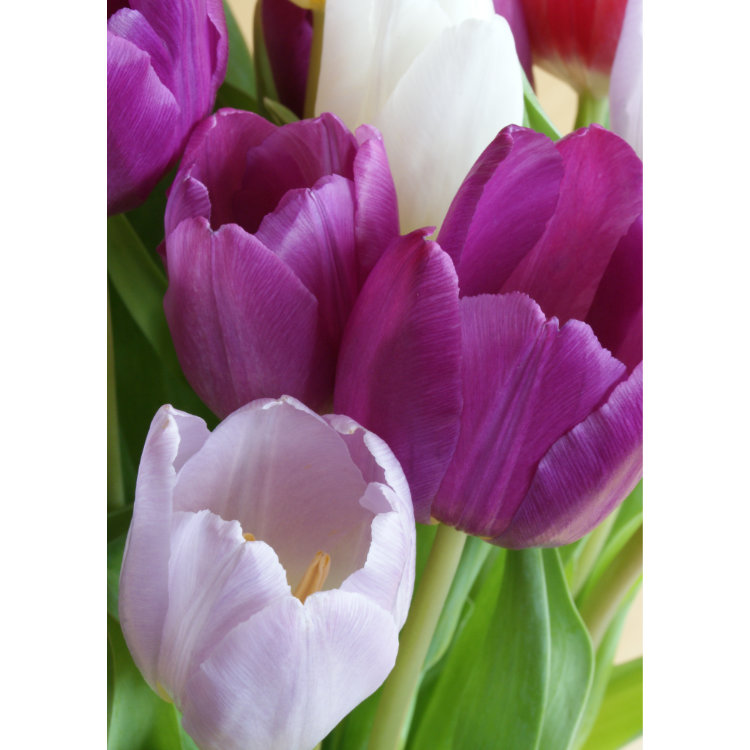 Front of double view greetings card with photo of purple tulips