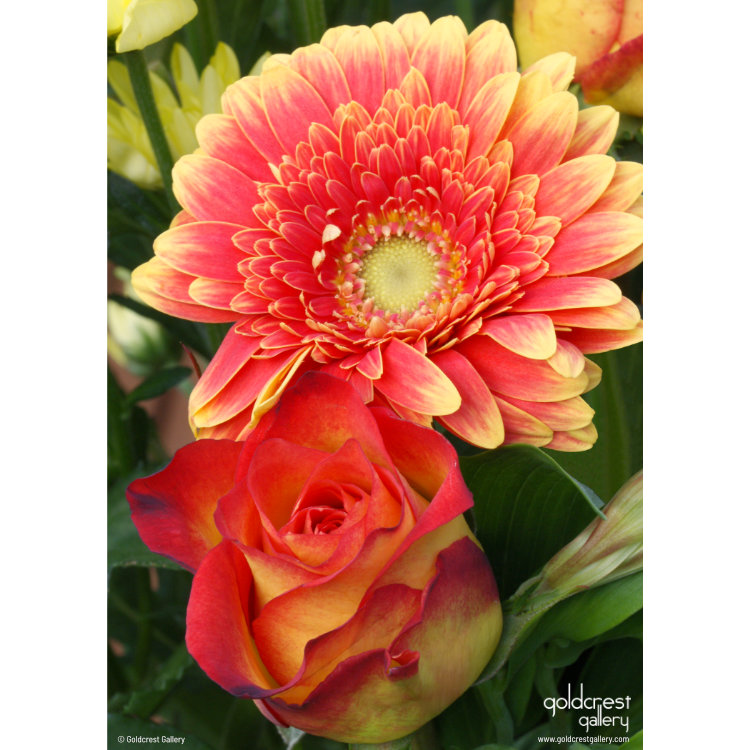 Back of greetings card with photo of red and orange rose bloom and chrysanthemum