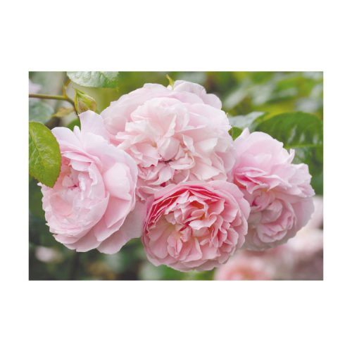 Greetings card photograph of four pink double roses