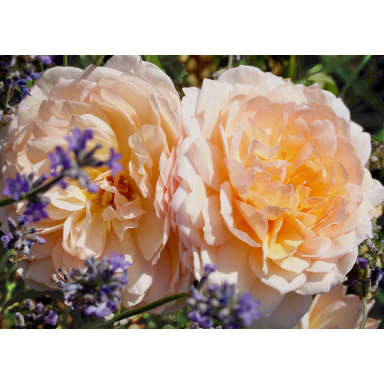 Greetings card design with close up photograph of two peach double rose blooms and purple lavender flowers