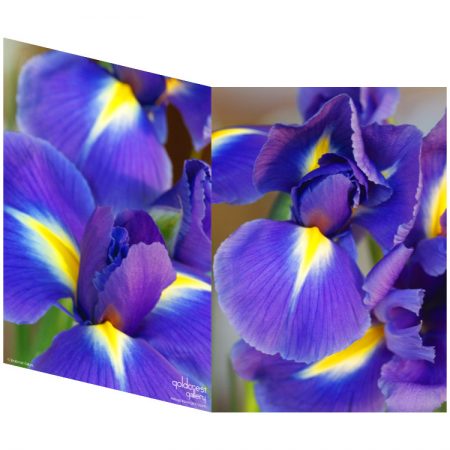 Two sides of a folded greeting card showing two close up photos of purple irises