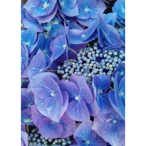 Fine art greetings card with close-up photograph of bright blue hydrangea flowers