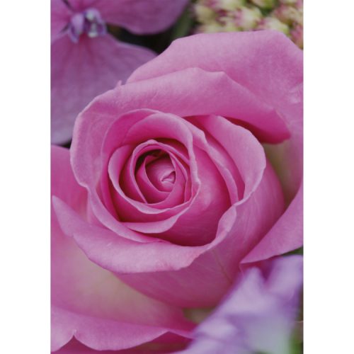 Greetings card with close-up photograph of a purple-pink tea rose bloom