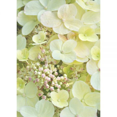 Greetings card with close up photograph of creamy white hydrangea flowers and pinky-white buds