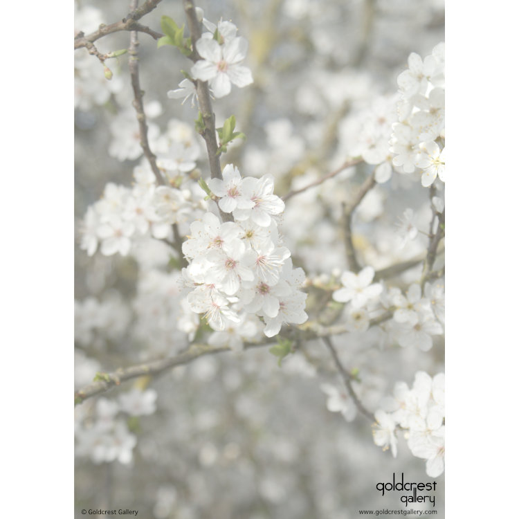 Reverse of greetings card with close up photo of white blossom flowers