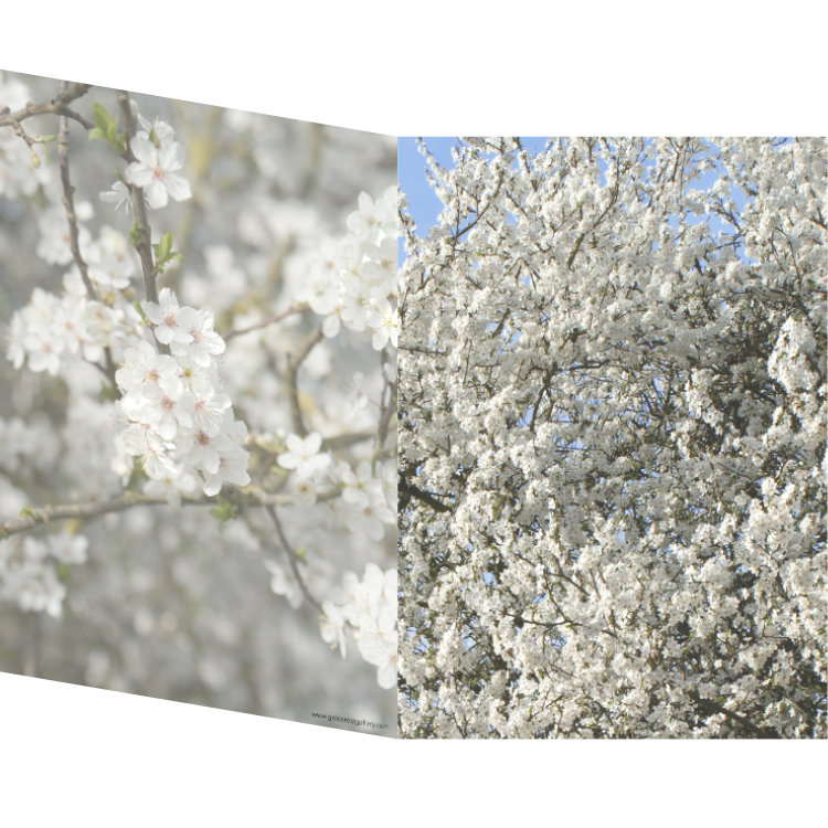 Greetings card with two photos of white spring blossoms