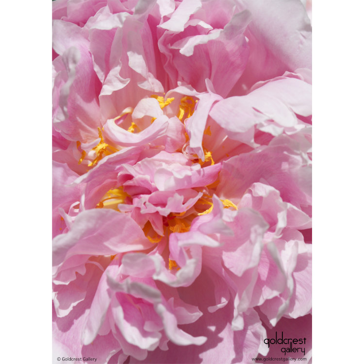 Back of greetings card with macro photo of pink peony flower