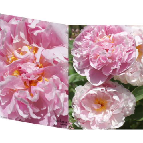 Greetings card with front and back close up photos of pink peonies
