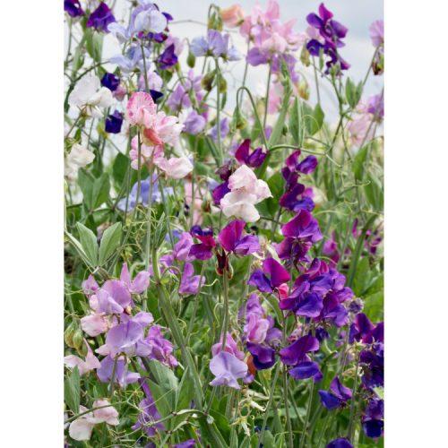 Greetings card design with photograph of mauve and purple sweet peas