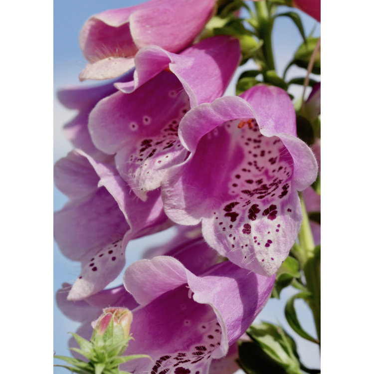 Greetings card with macro photograph of pink foxglove flowers