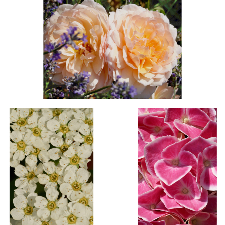 Say it with flowers - three flower photographs: roses and lavender, hawthorn blossom and pink hydrangea